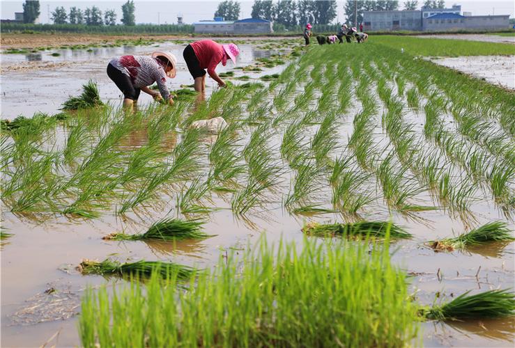 平顶山市宝丰县: 水稻种植促增收 鱼米之乡入画来