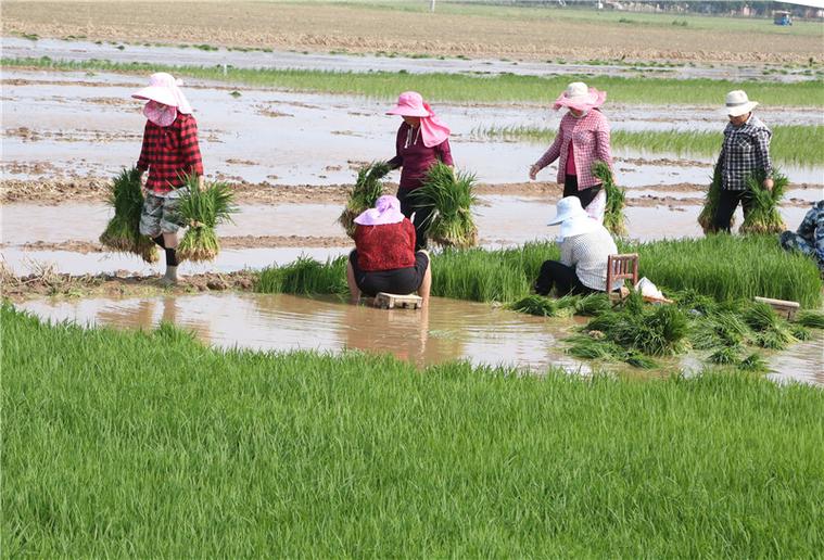 平顶山市宝丰县: 水稻种植促增收 鱼米之乡入画来
