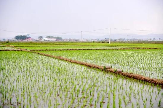 水稻种植面积2.39万亩,已插秧1.54万亩,预计5月底完成全部插秧工作.